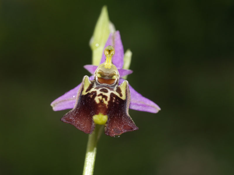 Ophrys celiensis?